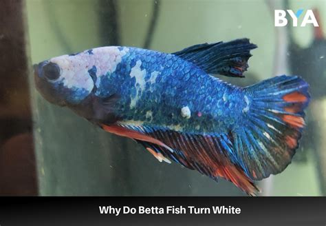 betta white spot